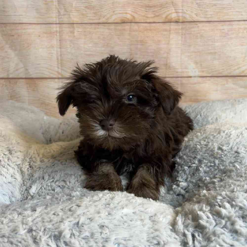 Male Miniature Schnauzer/Poodle Puppy for Sale in OMAHA, NE