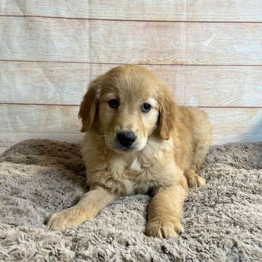 Female Golden Retriever Puppy for Sale in OMAHA, NE