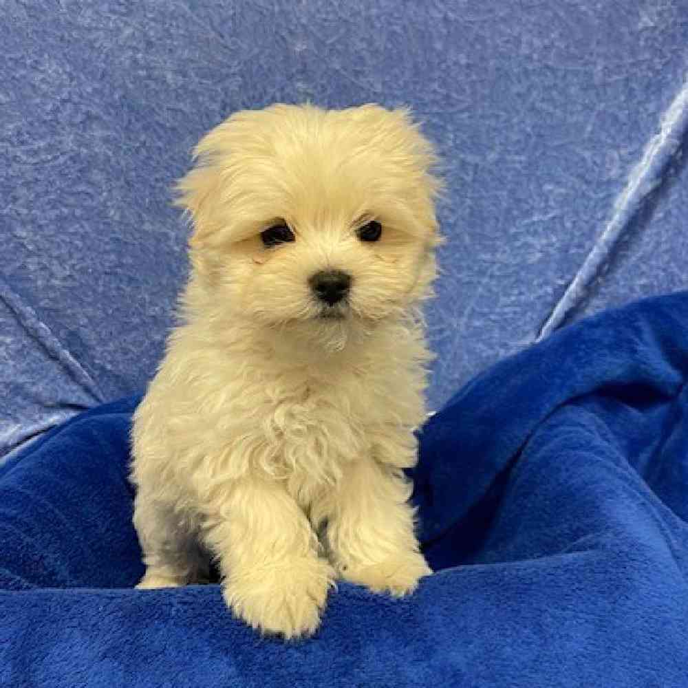 Male Maltese-Poodle Puppy for sale