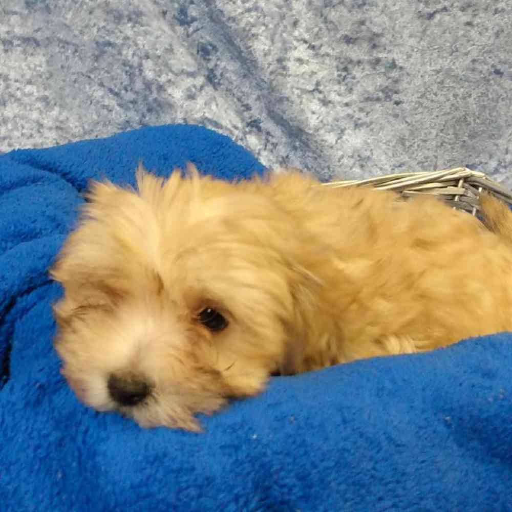 Male Yorkshire Terrier/Maltese/Poodle Puppy for sale