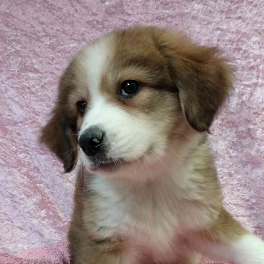 Female Great Pyrenees/ Bernese Mountain Dog Puppy for sale
