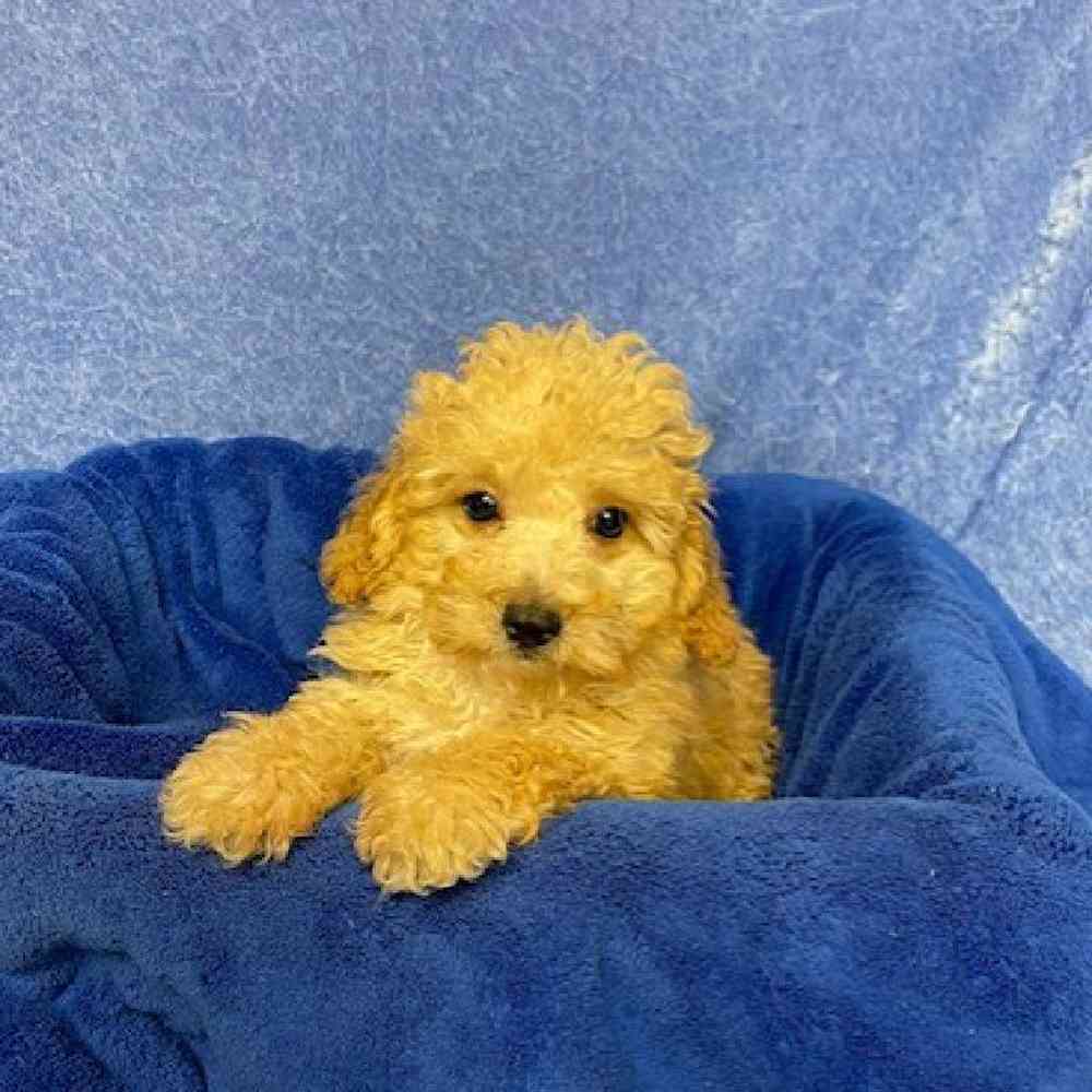 Male Miniature Poodle Puppy for sale