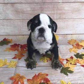 Bulldog