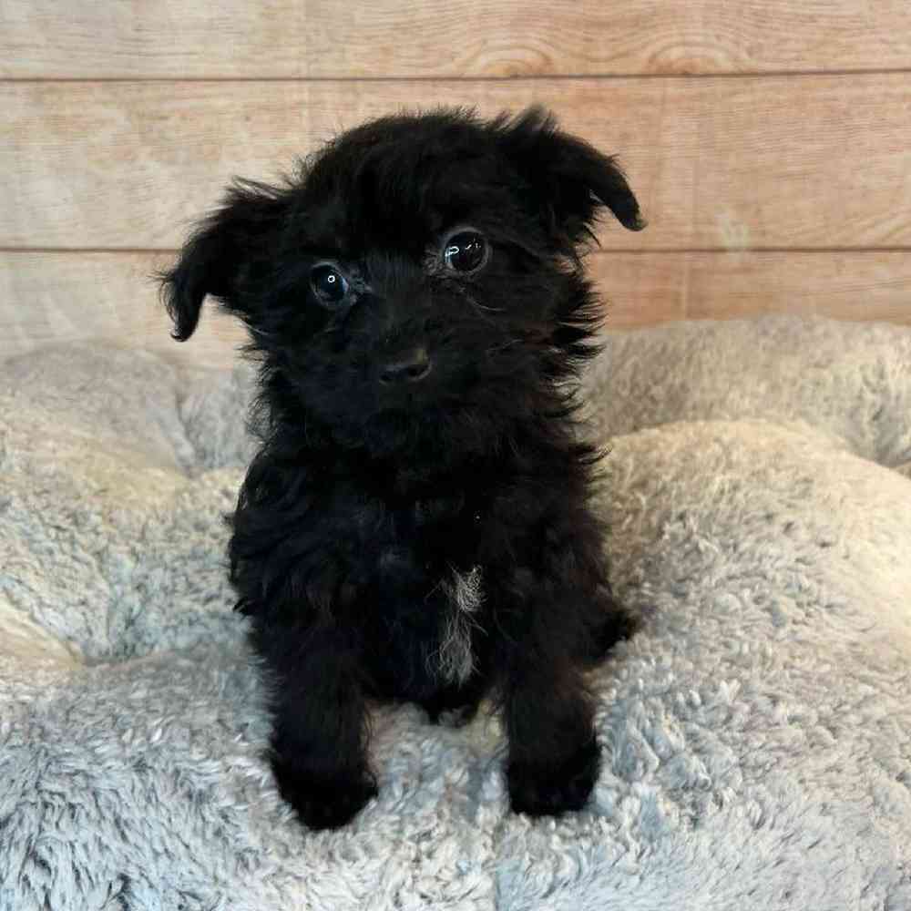 Female Yorkshire Terrier/Poodle Puppy for Sale in OMAHA, NE