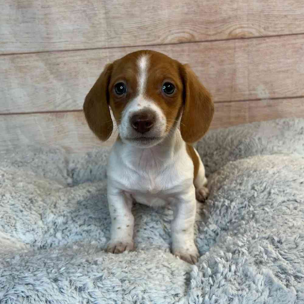 Female Dachshund Puppy for Sale in OMAHA, NE