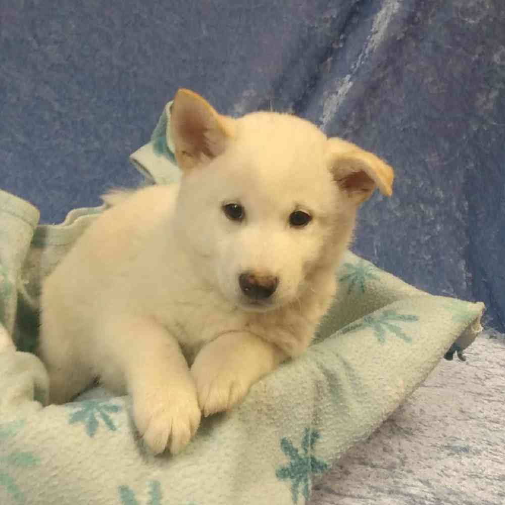 Male Shiba Inu Puppy for sale