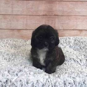 ShihTzu/Poodle