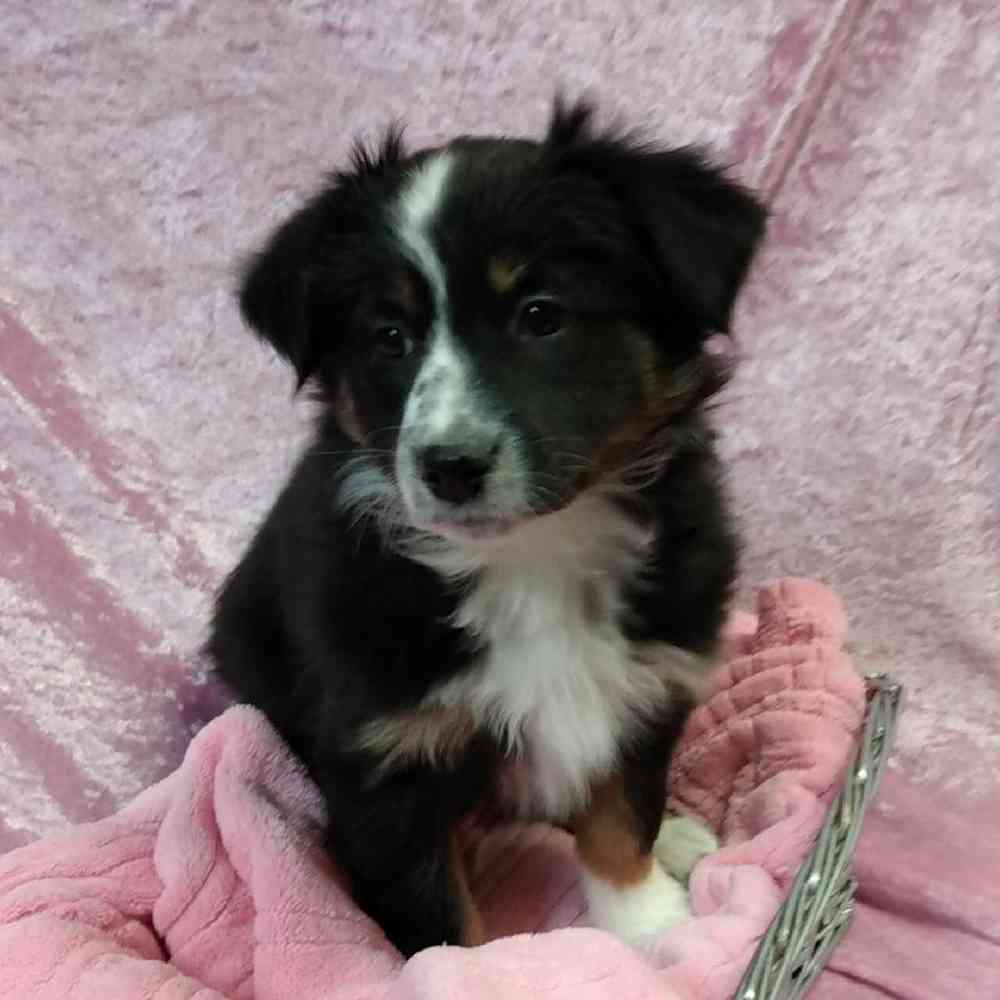 Female Australian Shepherd Puppy for sale