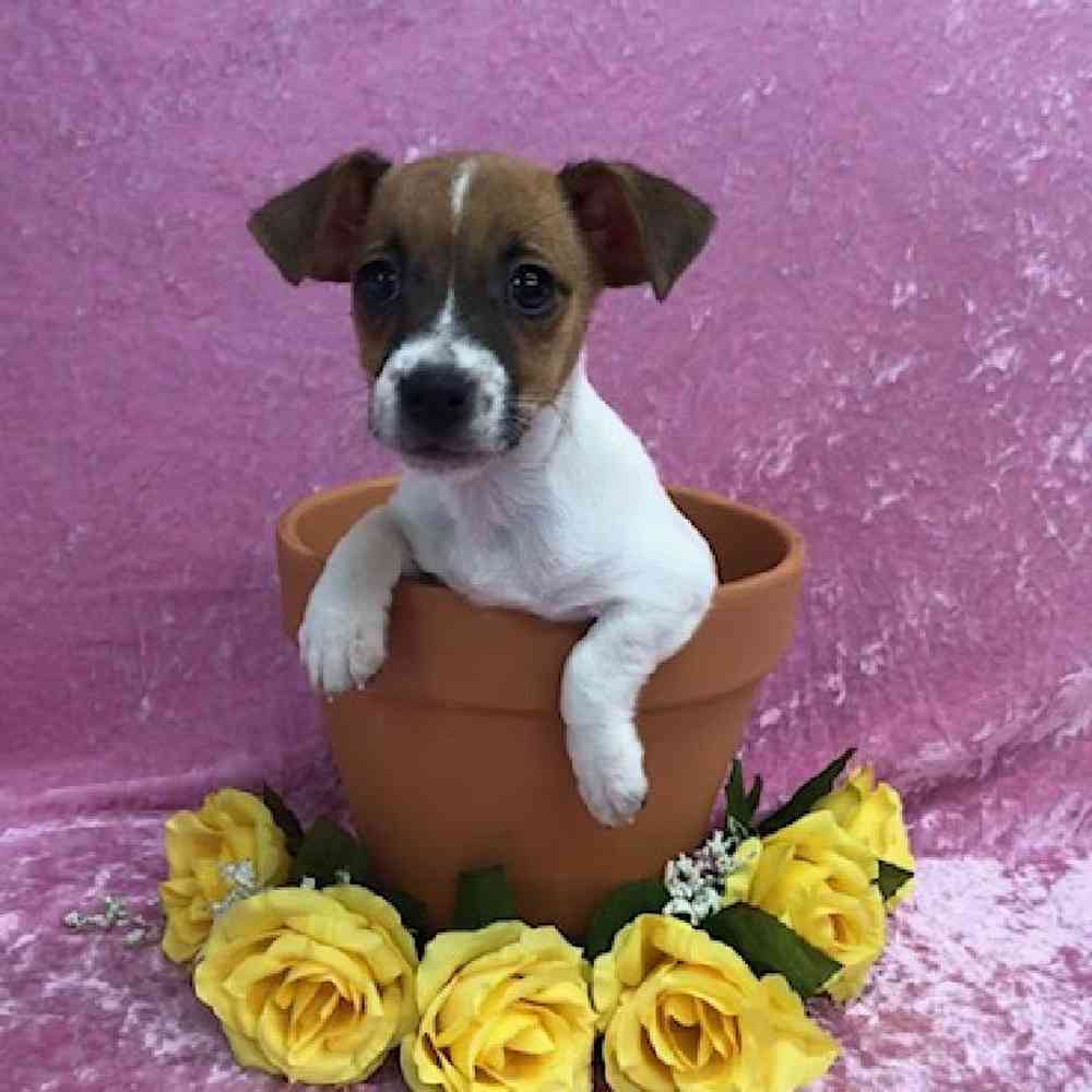 Female Jack Russell Terrier Puppy for Sale in OMAHA, NE