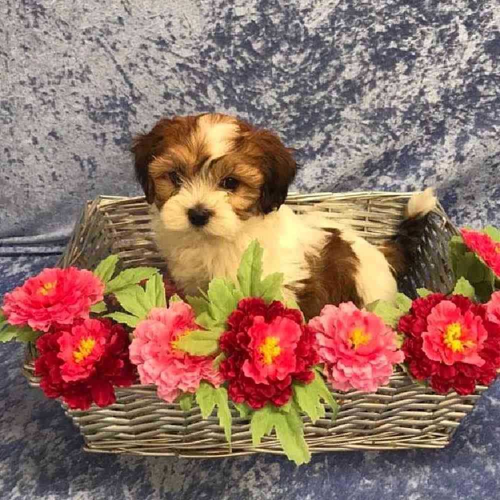 Male Havanese Puppy for Sale in OMAHA, NE