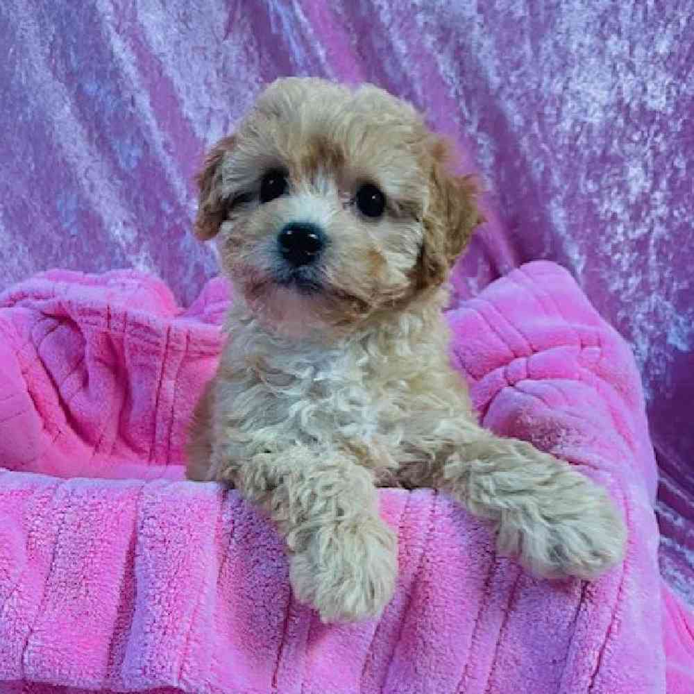 Female Bichon Frise-Poodle Puppy for sale