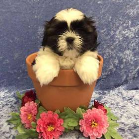 Shih Tzu