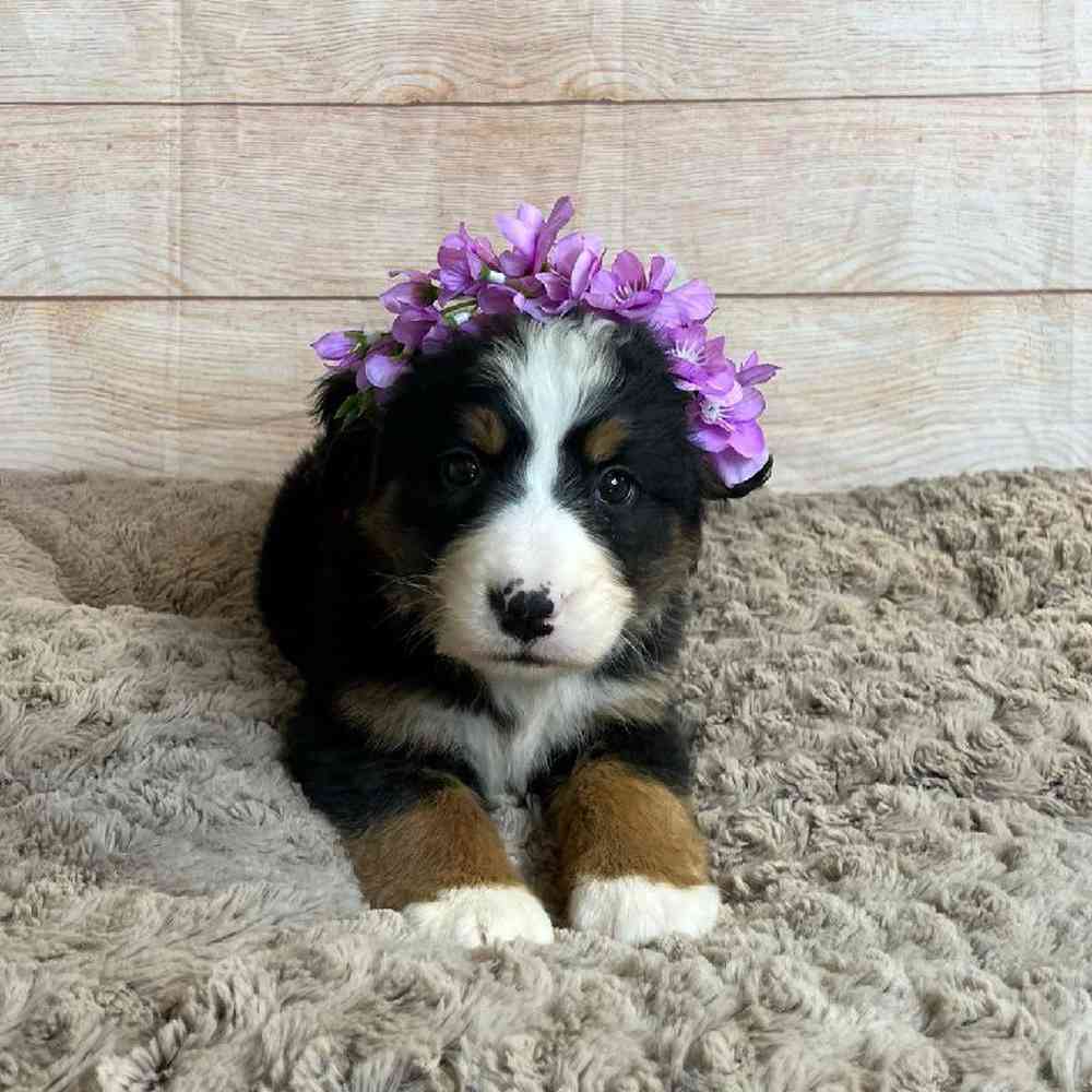 Female Bernese Mountain Dog/Poodle Puppy for Sale in OMAHA, NE