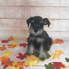 Miniature Schnauzer