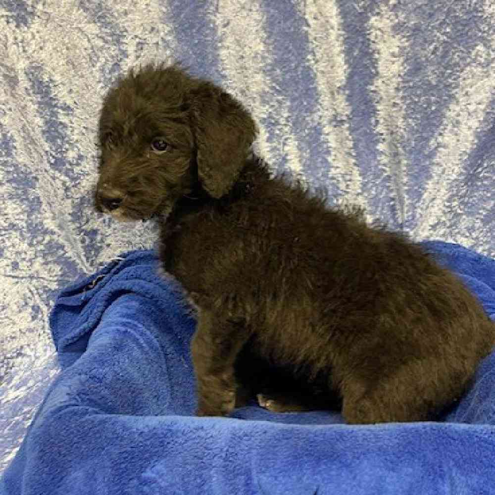 Male Ariedale/Poodle Puppy for sale
