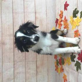 Miniature Australian Shepherd