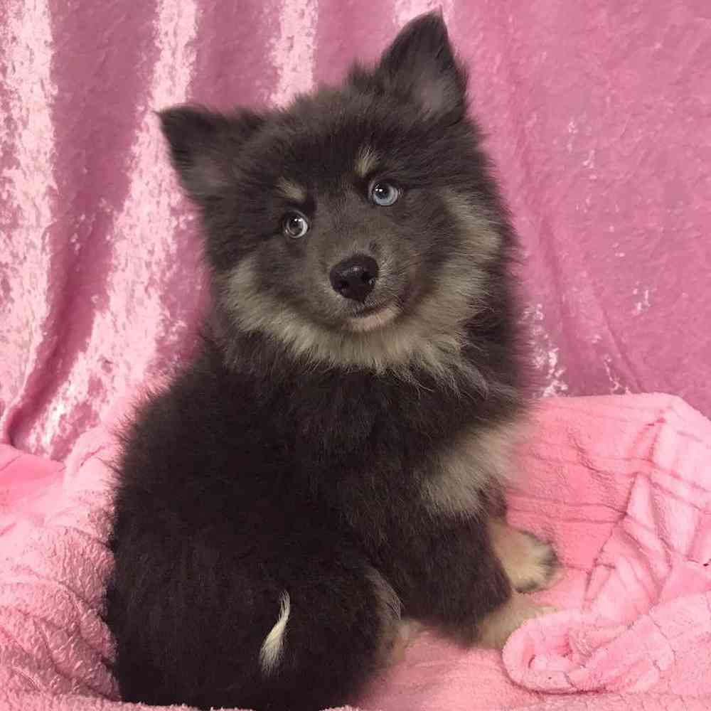 Female Pomeranian/Siberian Husky Puppy for sale