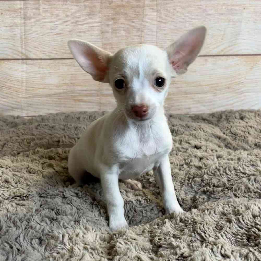 Female Chihuahua Puppy for Sale in OMAHA, NE