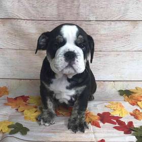 Bulldog