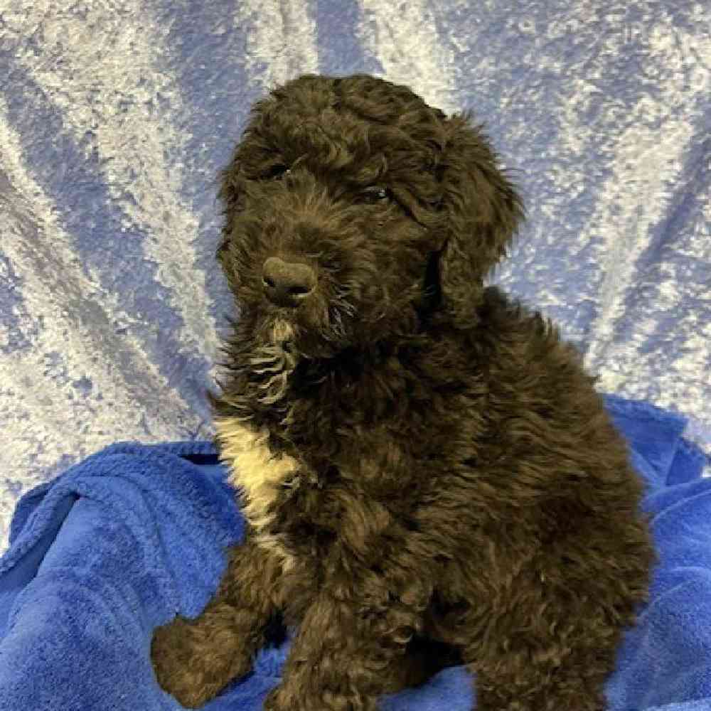 Male Ariedale/Poodle Puppy for sale