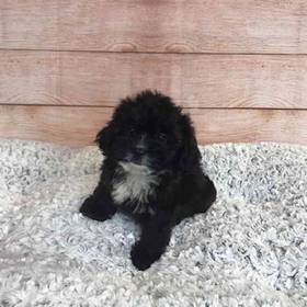 ShihTzu/Poodle