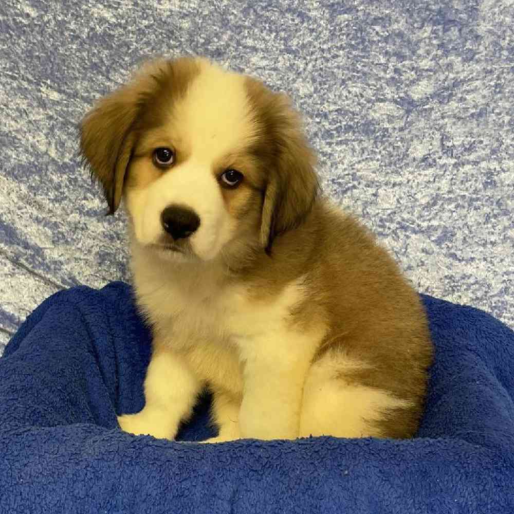 Male Great Pyrenees/Bernese Mountain Dog/Poodle Puppy for sale