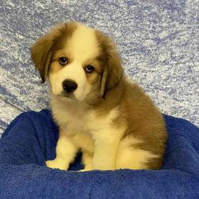 Great Pyrenees/Bernese Mountain Dog/Poodle