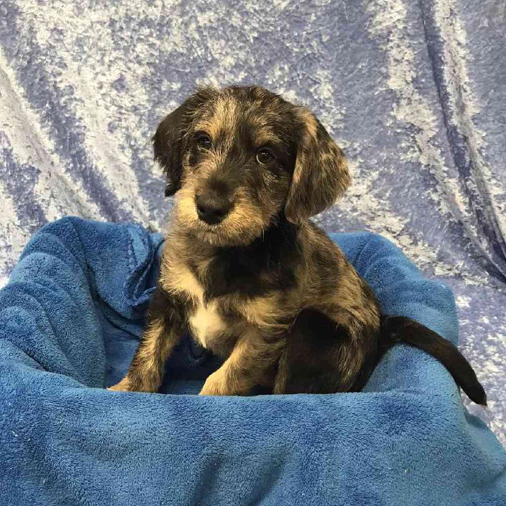 Male Labrador Retriever/ Miniature Poodle Puppy for Sale in OMAHA, NE