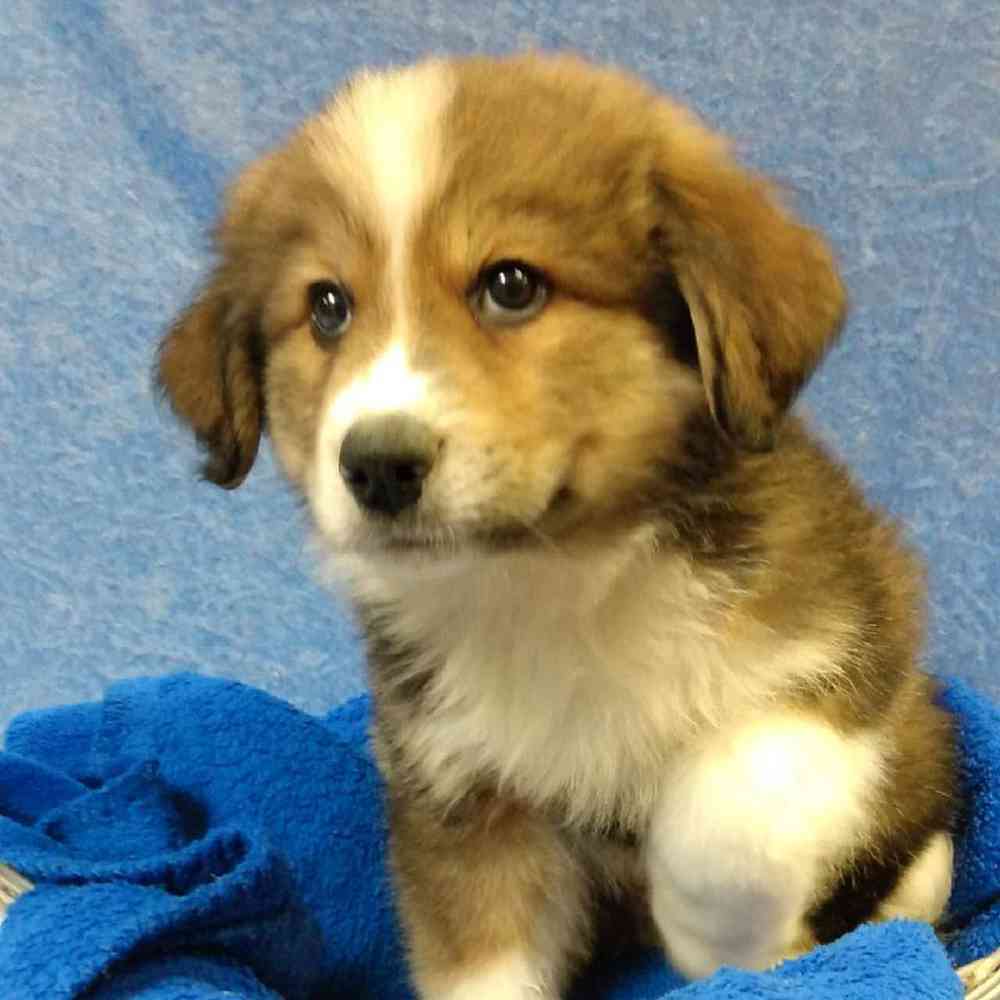 Male Great Pyrenees/ Bernese Mountain Dog Puppy for sale