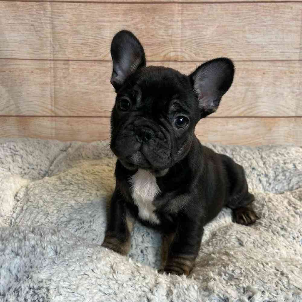 Male French Bulldog Puppy for Sale in OMAHA, NE
