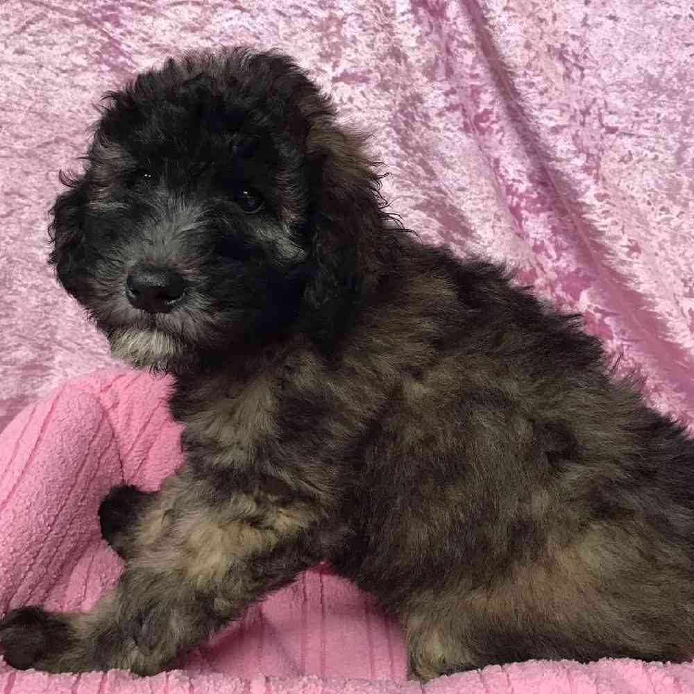Female Soft Coated Wheaten Terrier/ Poodle Puppy for sale