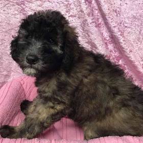 Soft Coated Wheaten Terrier/ Poodle