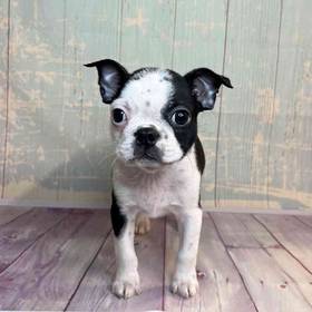 Boston Terrier