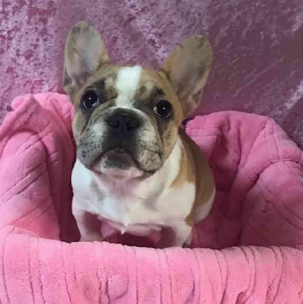 Female French Bulldog Puppy for Sale in OMAHA, NE