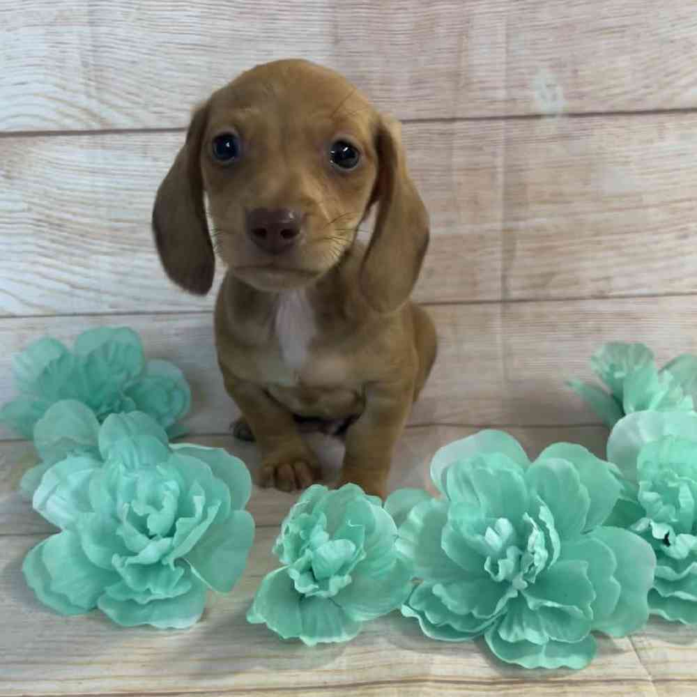 Male Dachshund Puppy for Sale in OMAHA, NE