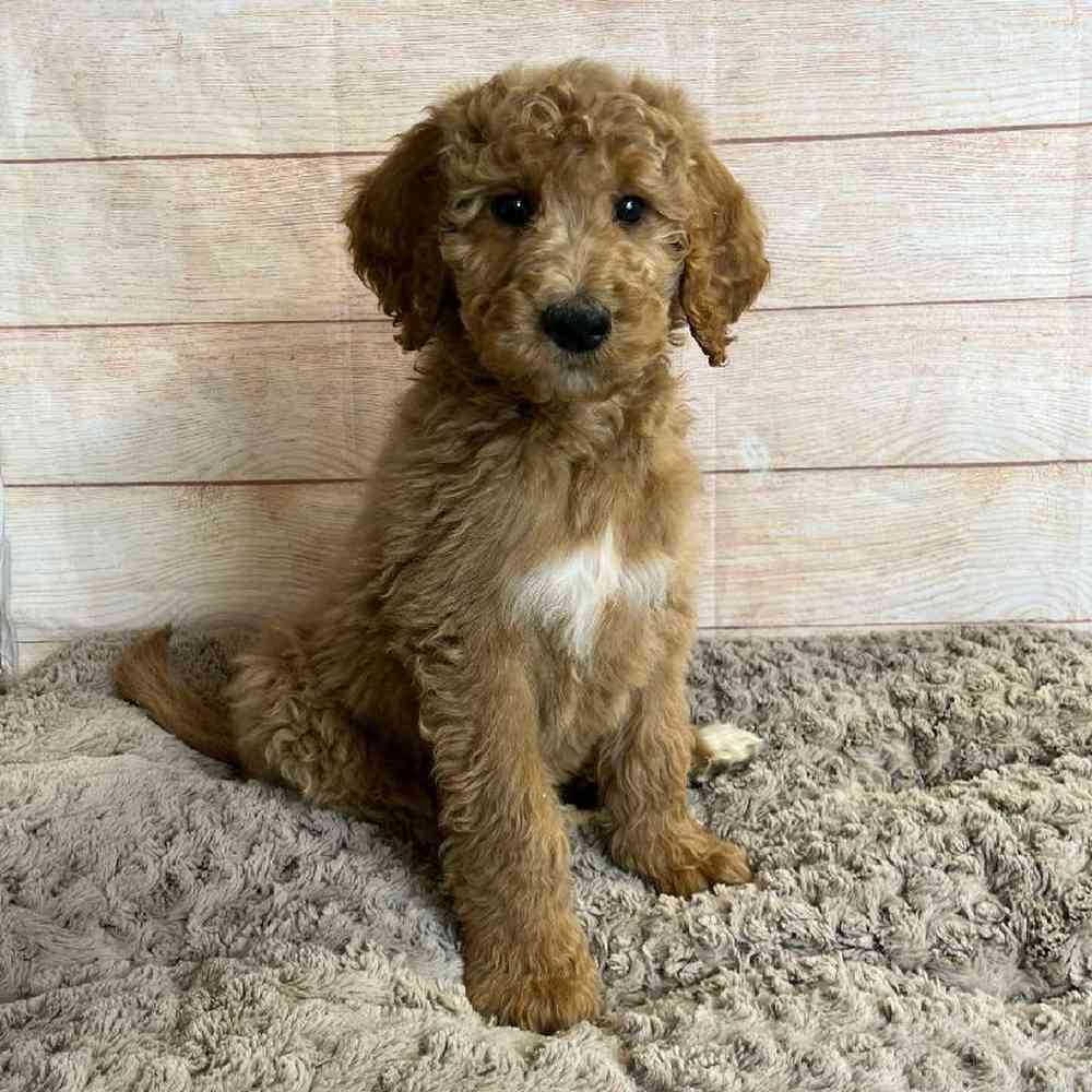 Male Golden Retriever/ Poodle Puppy for Sale in OMAHA, NE