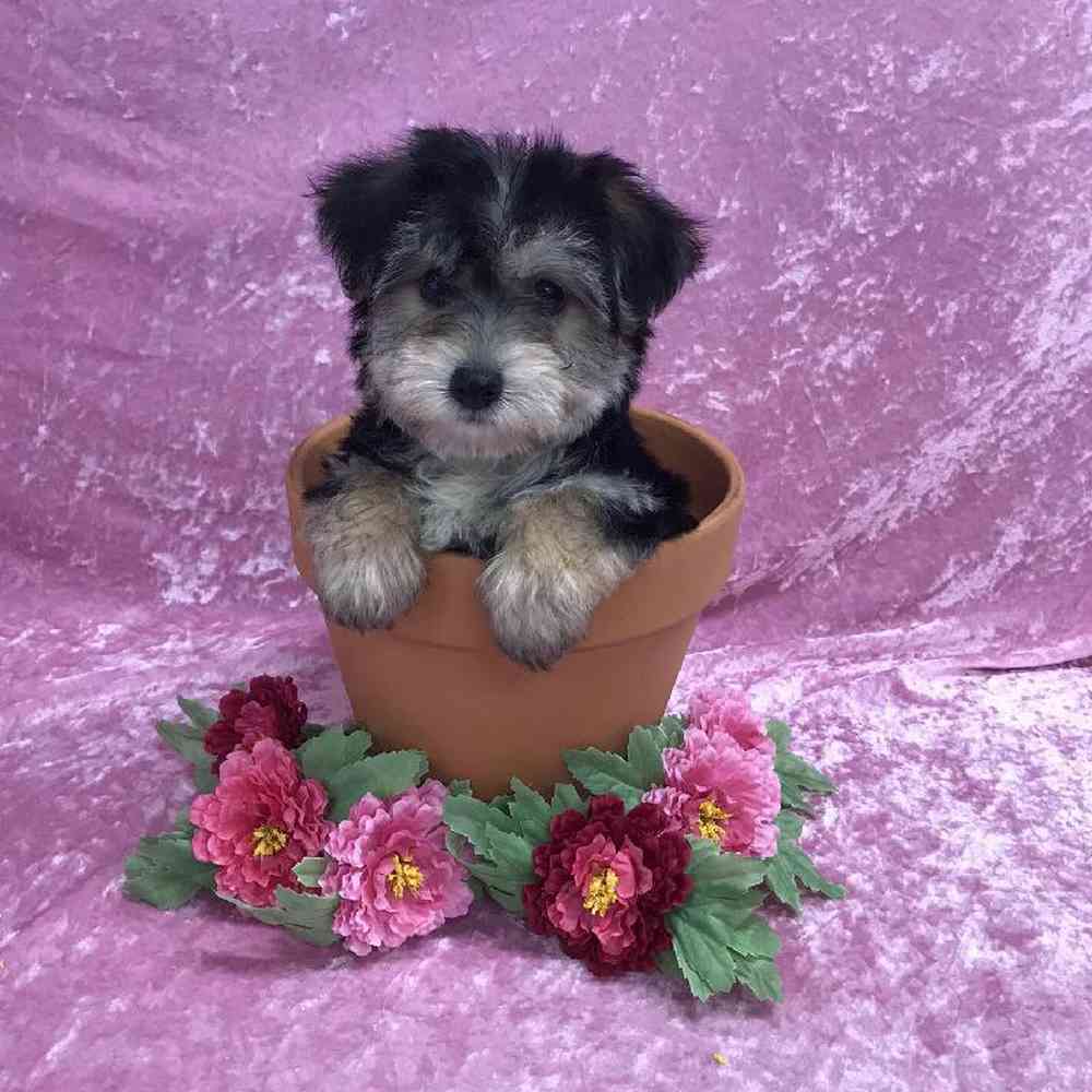 Female Silky terrier/ Bichon Frise Puppy for Sale in OMAHA, NE