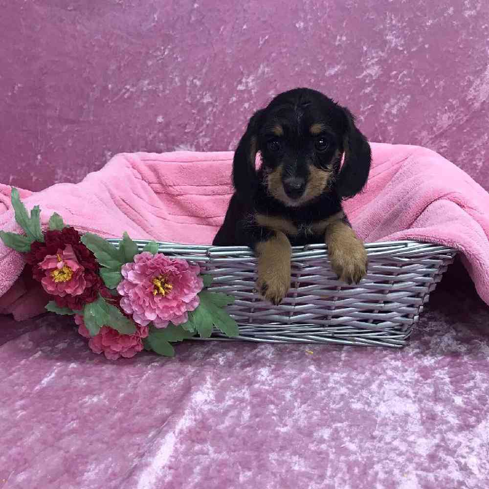 Female Dachshund/Poodle Puppy for Sale in OMAHA, NE
