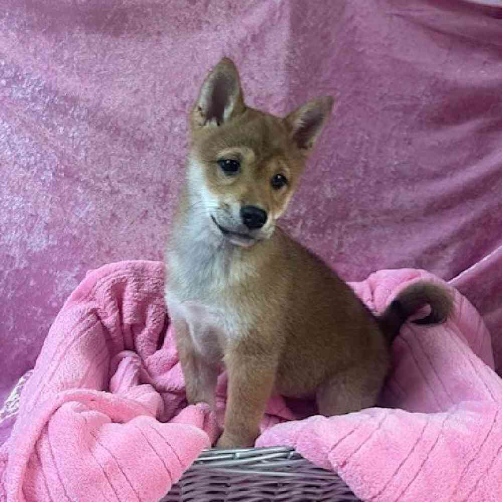 Female Shiba Inu Puppy for Sale in OMAHA, NE