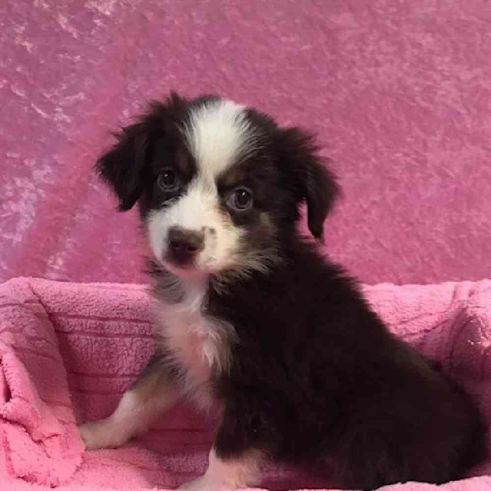 Female Miniature Australian Shepherd Puppy for sale