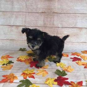 Miniature Schnauzer/Poodle