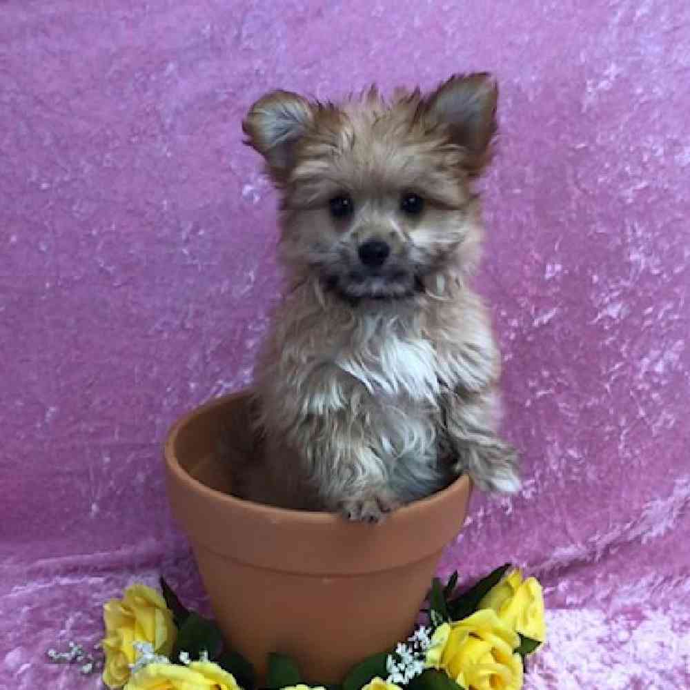 Female Pomeranian-Maltese Puppy for Sale in OMAHA, NE