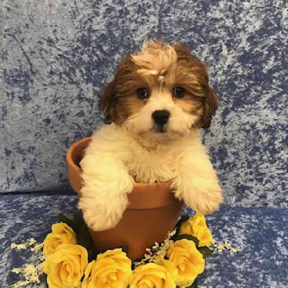 Male Lhasa Apso-Bichon Frise Puppy for Sale in OMAHA, NE