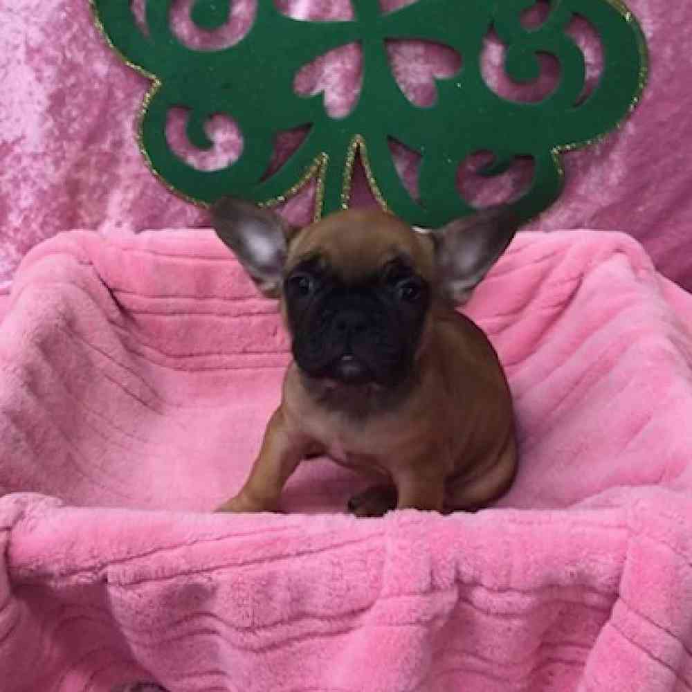 Female French Bulldog Puppy for Sale in OMAHA, NE