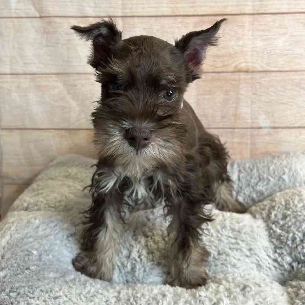 Male Miniature Schnauzer Puppy for Sale in OMAHA, NE