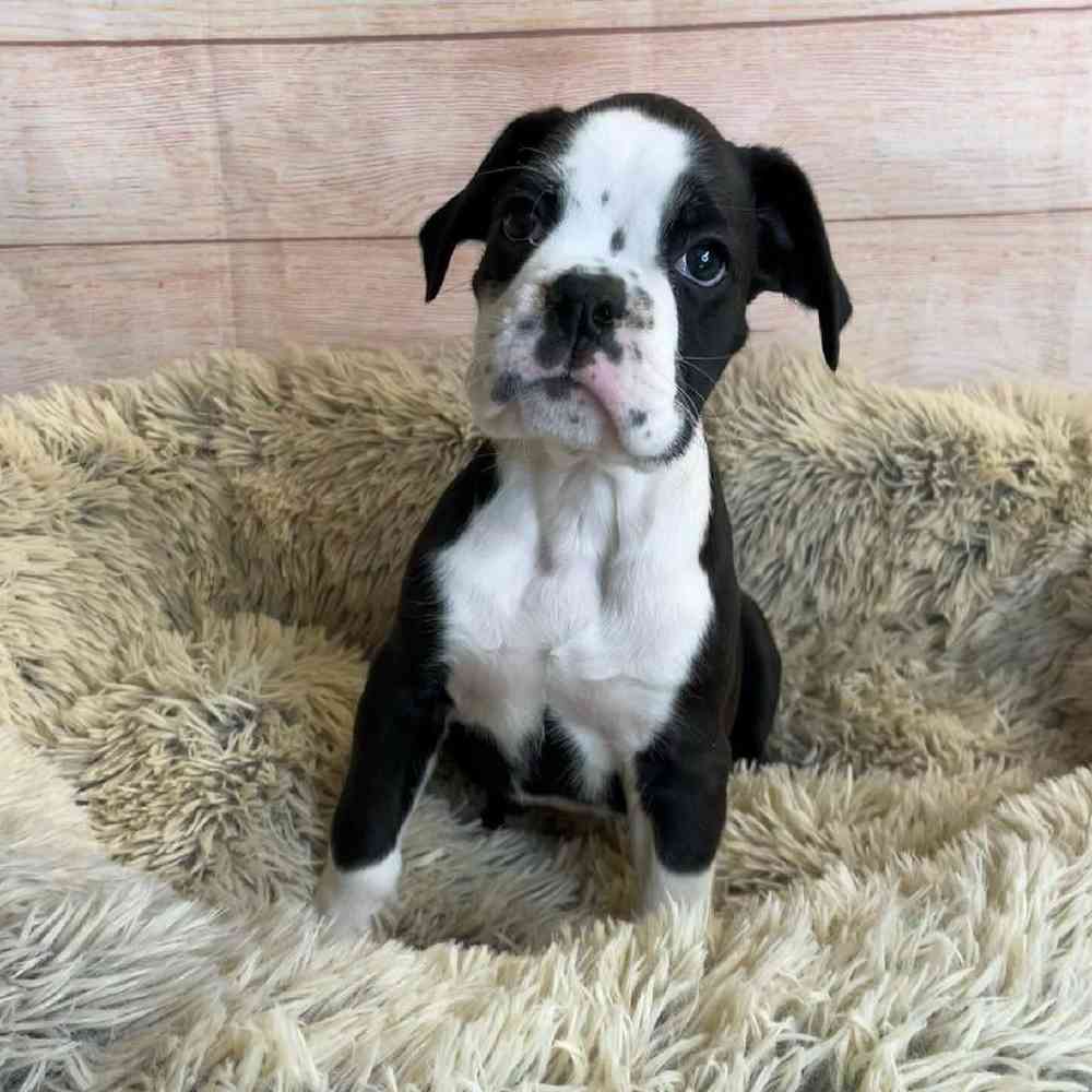 Female Boxer Puppy for Sale in OMAHA, NE