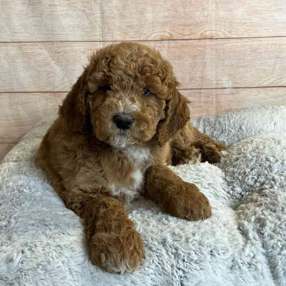 Male Bichon Frise-Poodle Puppy for Sale in OMAHA, NE