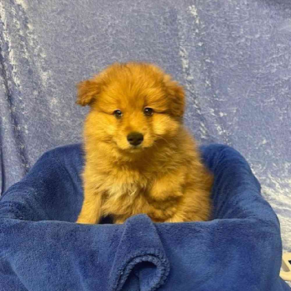 Male Pomeranian/Poodle Puppy for sale