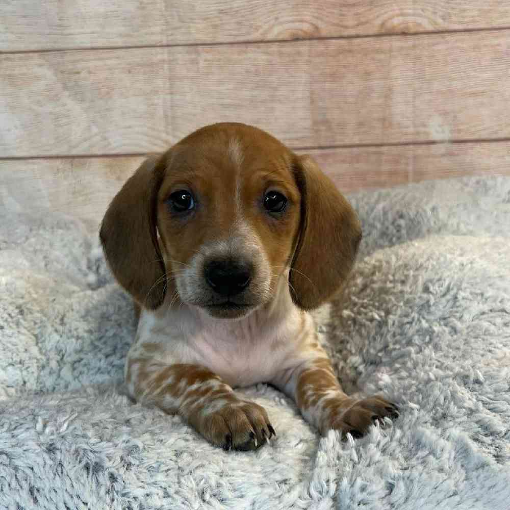 Male Dachshund Puppy for Sale in OMAHA, NE