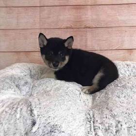 Shiba Inu